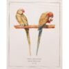 After 1590s Anselmus Boetius De Boodt, Parrot Print Set of 9