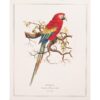 After 1590s Anselmus Boetius De Boodt, Parrot Print Set of 9