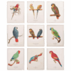 After 1590s Anselmus Boetius De Boodt, Parrot Print Set of 9