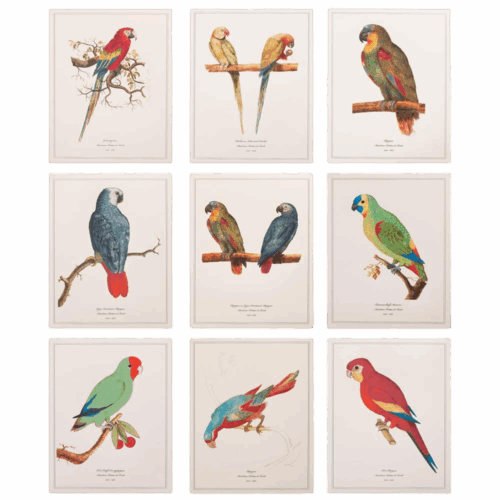 After 1590s Anselmus Boetius De Boodt, Parrot Print Set of 9