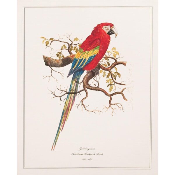 After 1590s Anselmus Boetius De Boodt, Parrot Print Set of 9