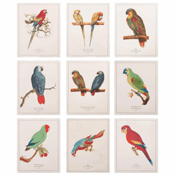 After 1590s Anselmus Boetius De Boodt, Parrot Print Set of 9