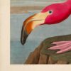 Audubon American Flamingo Poster