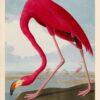Audubon American Flamingo Poster