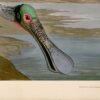 Audubon Roseate Spoonbill Giclee Print