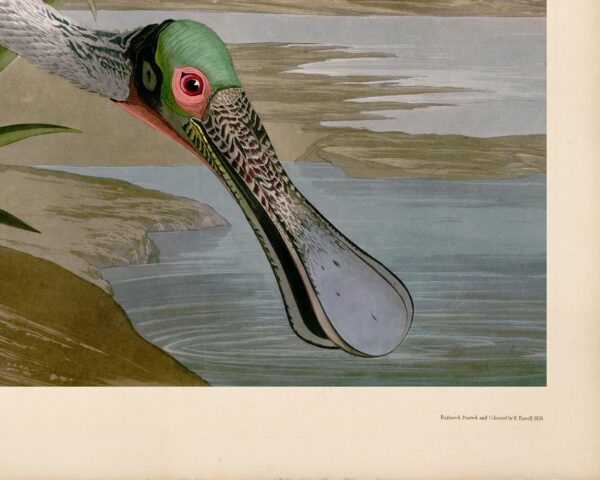 Audubon Roseate Spoonbill Giclee Print