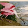 Audubon Roseate Spoonbill Giclee Print