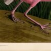 Audubon Roseate Spoonbill Giclee Print