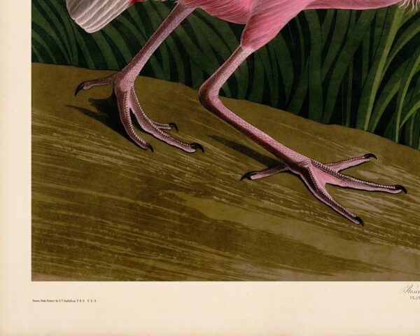 Audubon Roseate Spoonbill Giclee Print