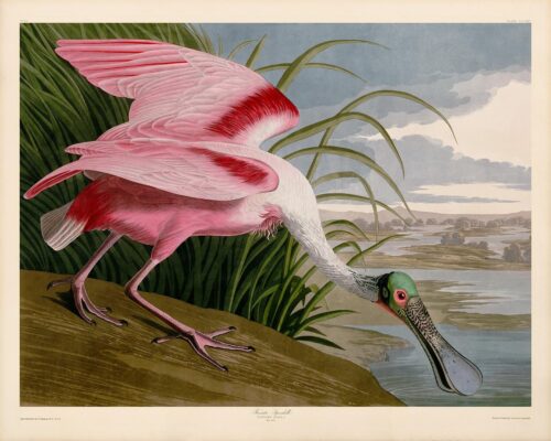 Audubon Roseate Spoonbill Giclee Print