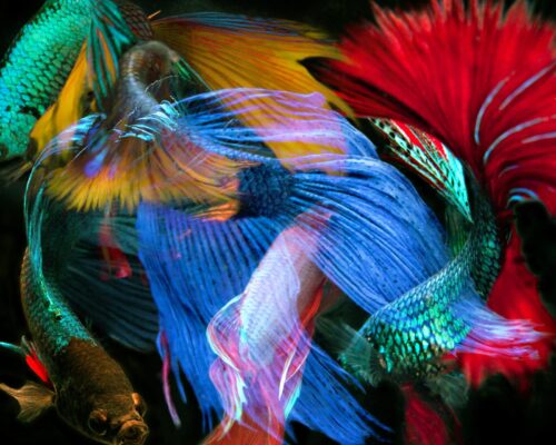 Betta Collage 34 Color Photograph