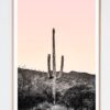 Desert Saguaro Cactus With Pink Sunset Photograph – 32" X 48"