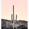 Desert Saguaro Cactus With Pink Sunset Photograph – 32" X 48"