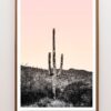 Desert Saguaro Cactus With Pink Sunset Photograph – 32" X 48"