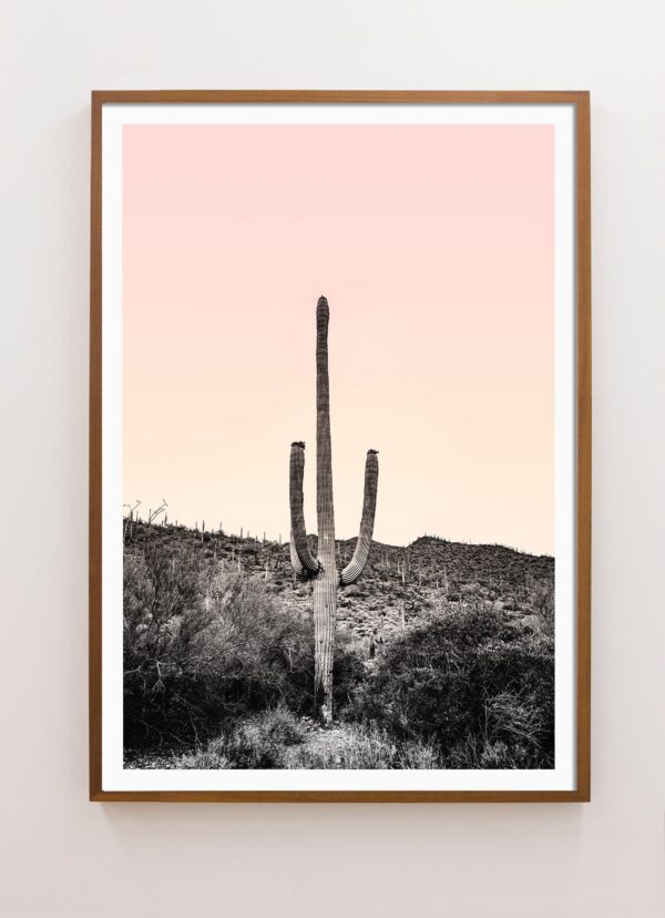 Desert Saguaro Cactus With Pink Sunset Photograph – 32" X 48" Desert Saguaro Cactus With Pink Sunset Photograph – 32" X 48"