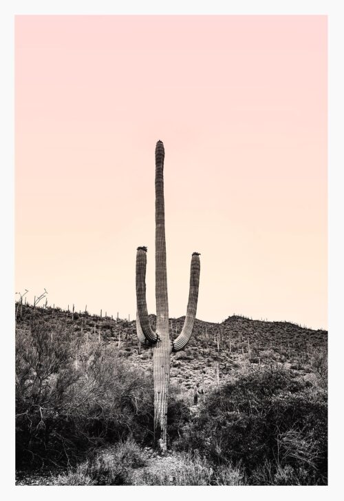 Desert Saguaro Cactus With Pink Sunset Photograph – 32" X 48"