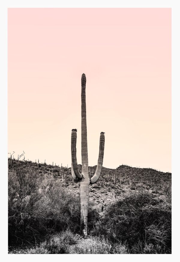 Desert Saguaro Cactus With Pink Sunset Photograph – 32" X 48" Desert Saguaro Cactus With Pink Sunset Photograph – 32" X 48"