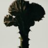 Euphorbia Lactea by Oscar Calleja – Limited Edition Still Life Photography | Framed Metal Print, Ready to Hang