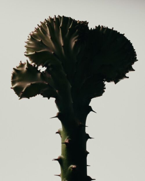 Euphorbia Lactea by Oscar Calleja – Limited Edition Still Life Photography | Framed Metal Print, Ready to Hang