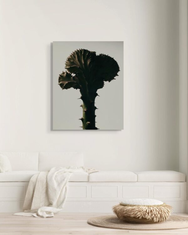 Euphorbia Lactea by Oscar Calleja – Limited Edition Still Life Photography | Framed Metal Print, Ready to Hang Euphorbia Lactea by Oscar Calleja – Limited Edition Still Life Photography | Framed Metal Print, Ready to Hang