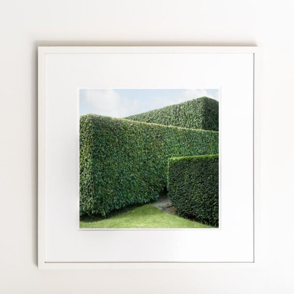 "Hedge #10" Contemporary Original Landscape Photograph by Carol Erb