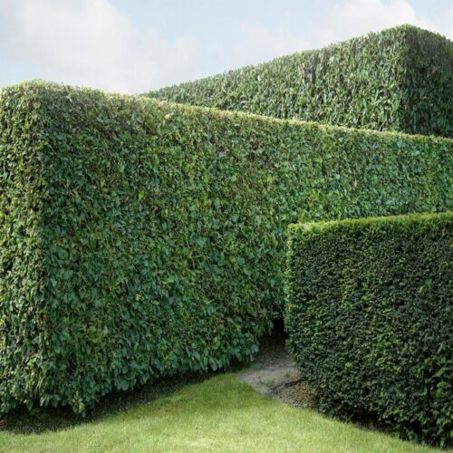 "Hedge #10" Contemporary Original Landscape Photograph by Carol Erb