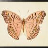 Horizontal Pink Butterfly in Pewter Shadowbox - 31.5ʺ × 25.5ʺ
