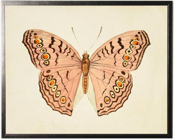 Horizontal Pink Butterfly in Pewter Shadowbox - 31.5ʺ × 25.5ʺ