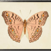 Horizontal Pink Butterfly in Pewter Shadowbox - 31.5ʺ × 25.5ʺ