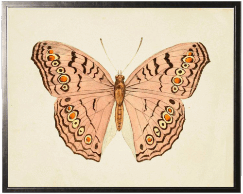 Horizontal Pink Butterfly in Pewter Shadowbox - 31.5ʺ × 25.5ʺ
