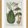 Hortus Romanus 1772-1793 Framed Art Prints - Set of 20