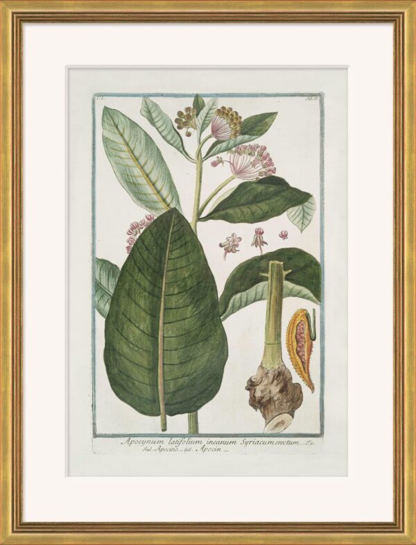 Hortus Romanus 1772-1793 Framed Art Prints - Set of 20