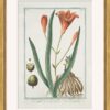Hortus Romanus 1772-1793 Framed Art Prints - Set of 20