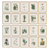Hortus Romanus 1772-1793 Framed Art Prints - Set of 20