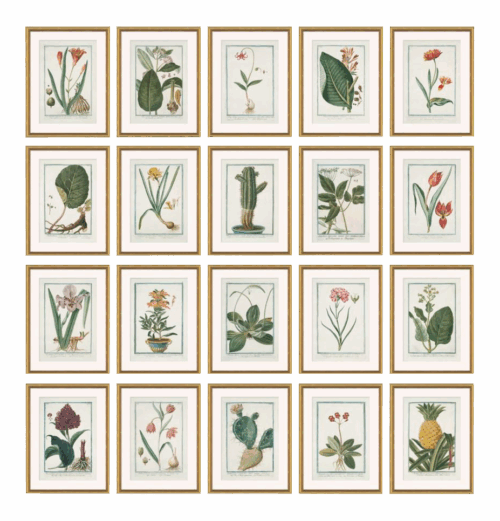 Hortus Romanus 1772-1793 Framed Art Prints - Set of 20