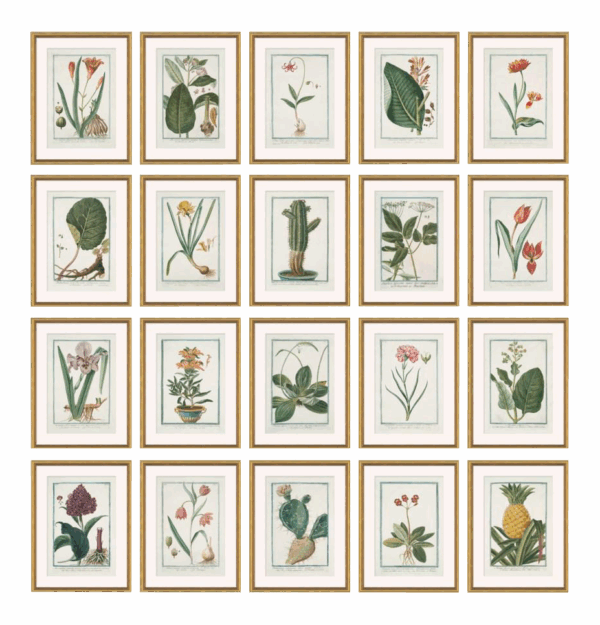 Hortus Romanus 1772-1793 Framed Art Prints - Set of 20