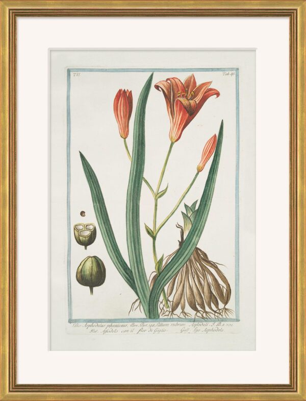 Hortus Romanus 1772-1793 Framed Art Prints - Set of 20
