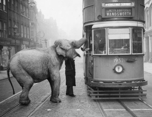 Hungry Elephant' Contemporary Archival Black and White Photograph Print From the Original Negative by Getty - 30x40