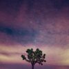 Meteor Shower Over Mojave Desert Original Photograph