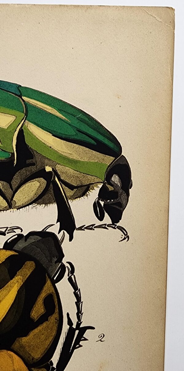 Original Seguy Insect From 1924 Antique Pochoir Plate #12