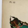 Original Seguy Insect From 1924 Antique Pochoir Plate #12