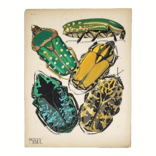 Original Seguy Insect From 1924 Antique Pochoir Plate #12