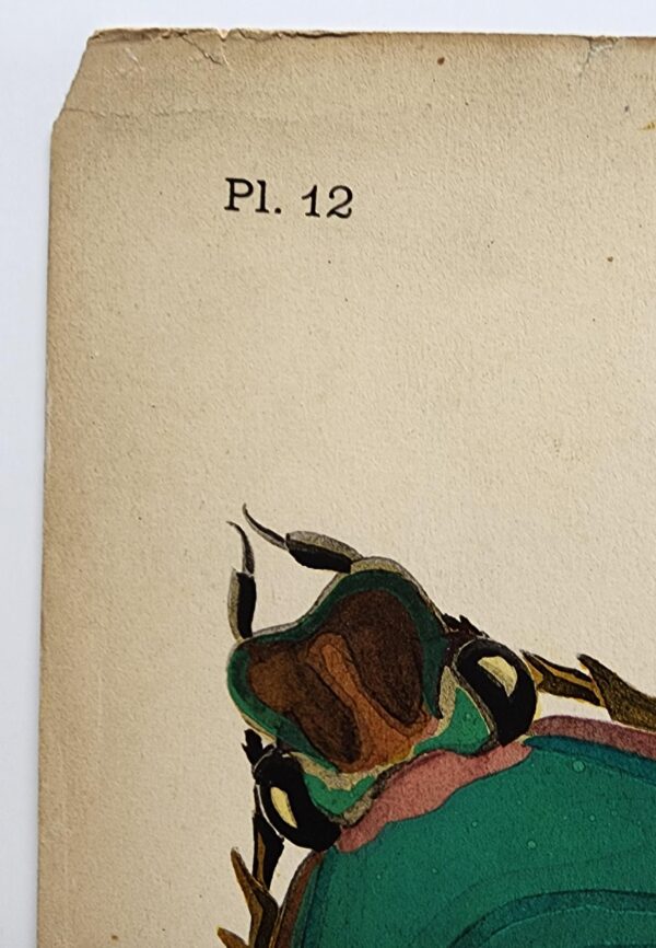 Original Seguy Insect From 1924 Antique Pochoir Plate #12