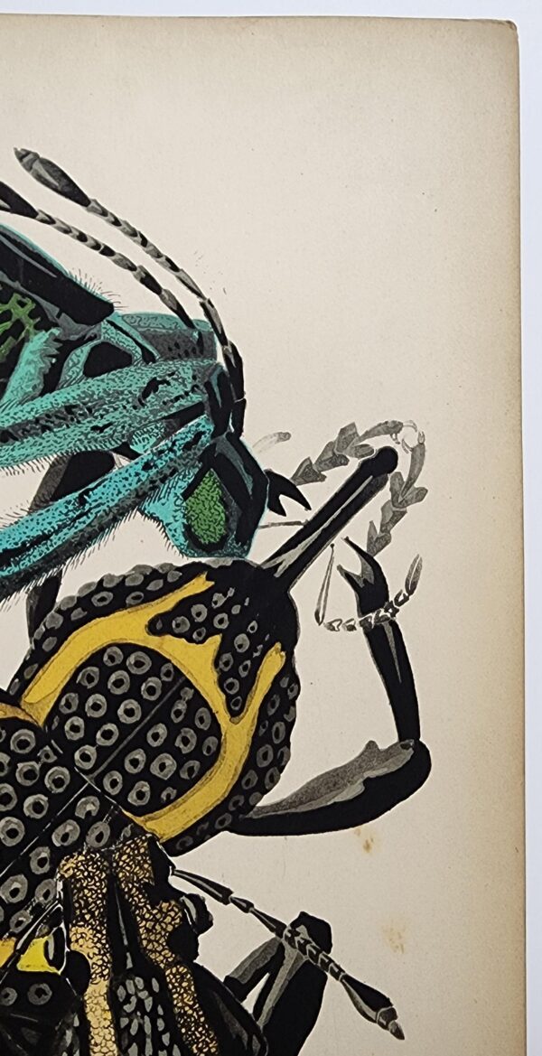 Original Seguy Insect From 1924 Antique Pochoir Plate #14