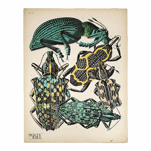 Original Seguy Insect From 1924 Antique Pochoir Plate #14