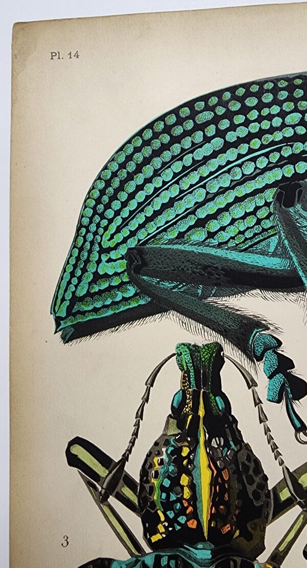 Original Seguy Insect From 1924 Antique Pochoir Plate #14