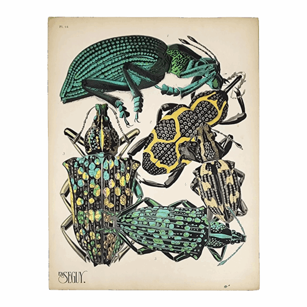 Original Seguy Insect From 1924 Antique Pochoir Plate #14