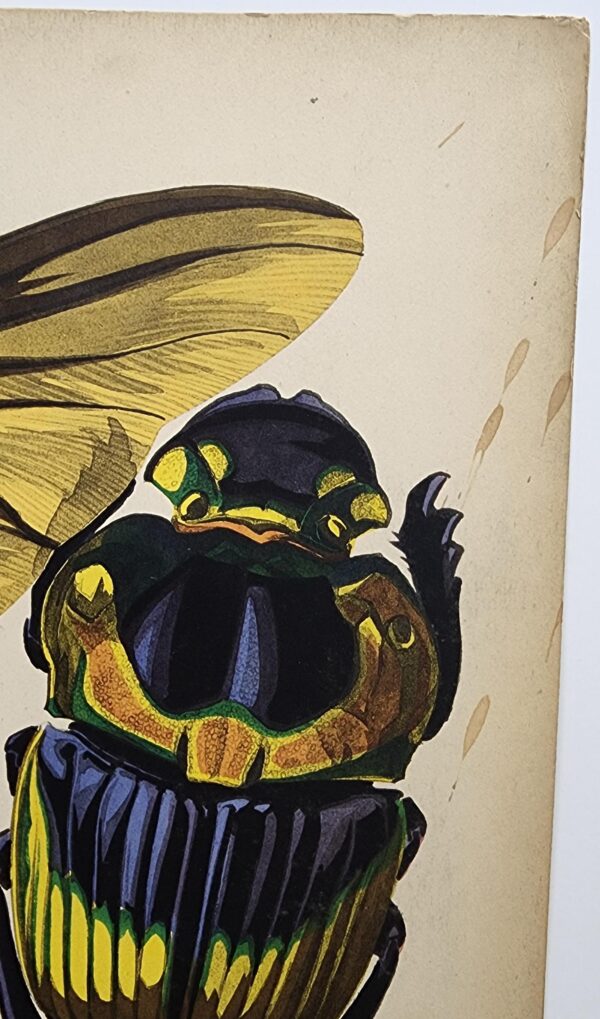 Original Seguy Insect From 1924 Antique Pochoir Plate #15