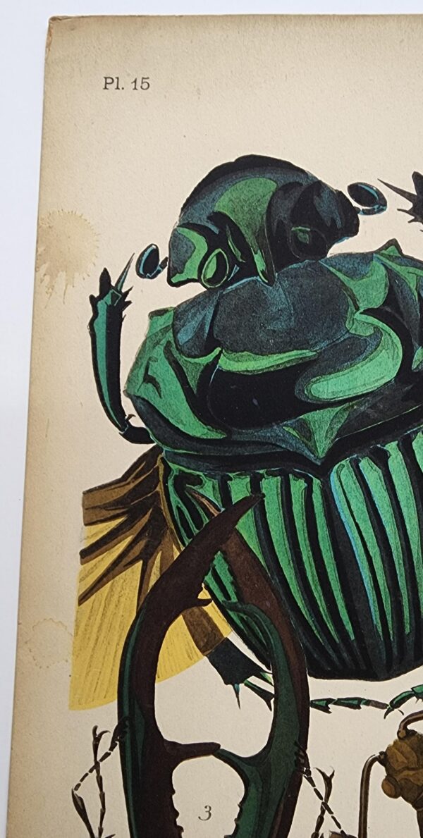Original Seguy Insect From 1924 Antique Pochoir Plate #15