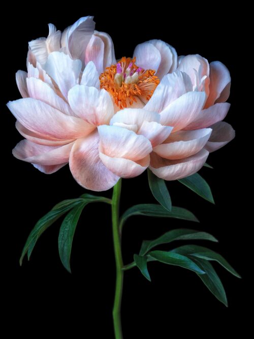 Photographic Botanical Print, “Peony Charm” by Artist Debi Shapiro
